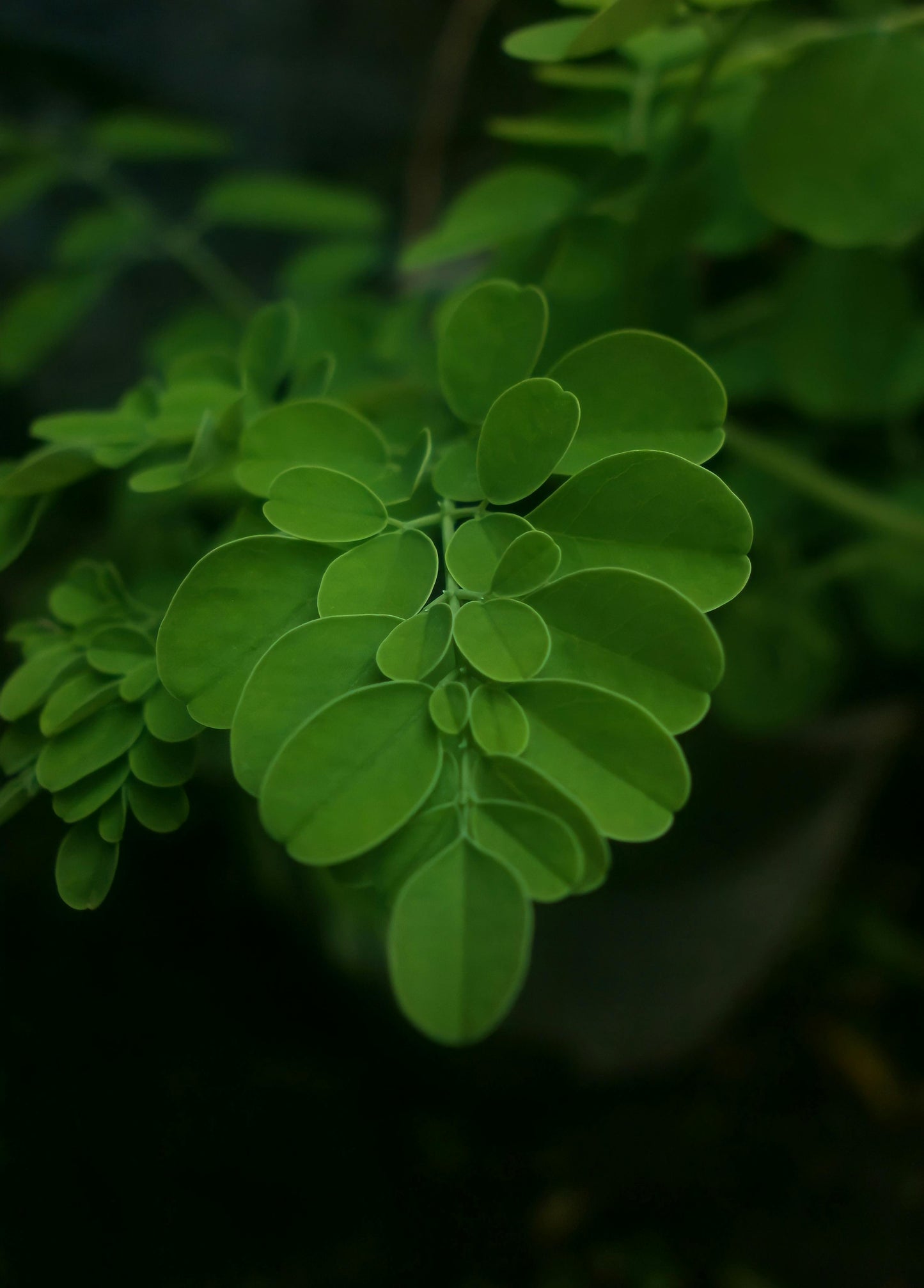 WEDIC Moringa Kapseln