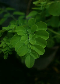 WEDIC Moringa Kapseln